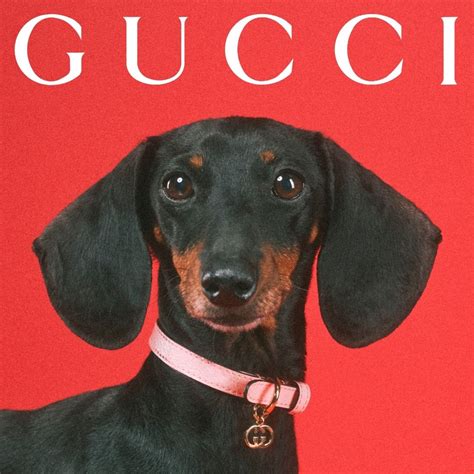 Gucci pets 2021